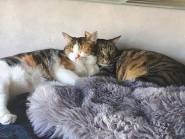 Chonchon et Umpala, chats à adopter ensemble ou séparemment en association