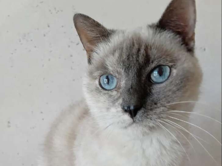 En attente d'adoption : chatte Siamoise de 9 ans