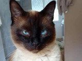 À adopter : chat Siamois de 3 ans
