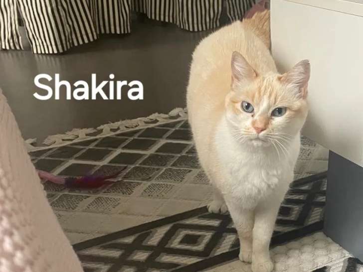 En quête d'un foyer : chatte Siamoise roux et blanc de 6 ans