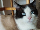 Prêt pour l'adoption : chat Snowshoe tricolore de 3 ans