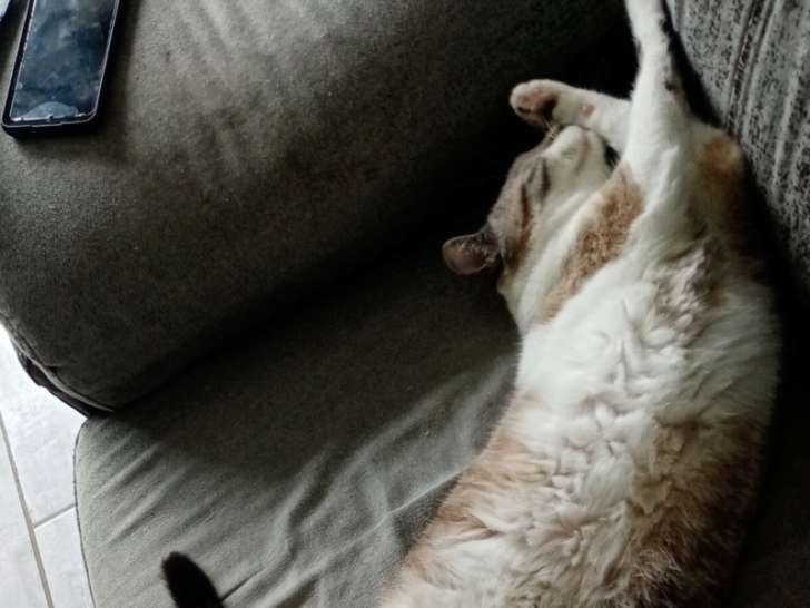 À accueillir : chat Siamois tigré blanc de 5 ans