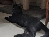 En attente d'un foyer : chaton mâle noir de 11 mois