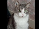 À adopter : chat gris et blanc de 5 ans