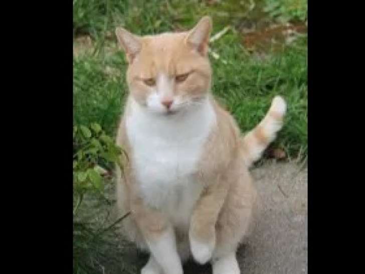 En quête d'un foyer : chat tigré roux de 4 ans