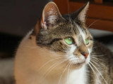 Adoption disponible : chatte tigrée blanche de 8 ans