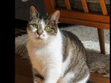 Adoption disponible : chatte tigrée blanche de 8 ans