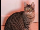 Disponible à l'adoption : chatte tigrée de 5 ans