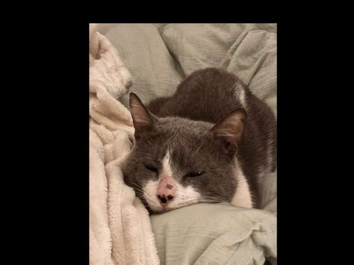 En quête d'un foyer : chat gris et blanc de 8 ans