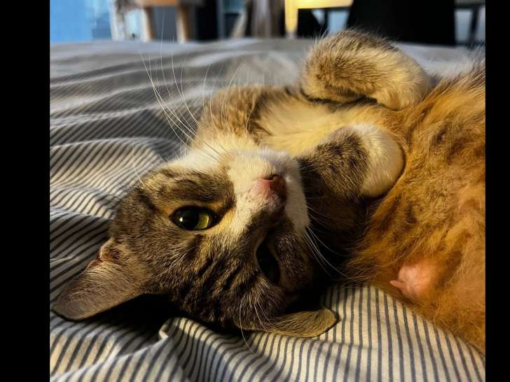 Prête pour l'adoption : chatte tigrée grise de 3 ans