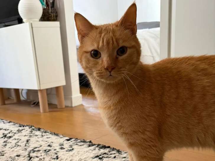 À adopter : chat roux de 6 ans