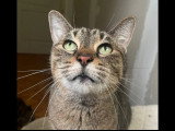 Adoption disponible : chatte tigrée de 13 ans