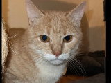 À accueillir : chat crème de 3 ans