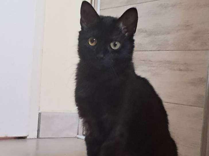 Onyxe, chatonne de 8 mois à adopter en association