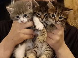 Chatons nés le 10 mai 2026