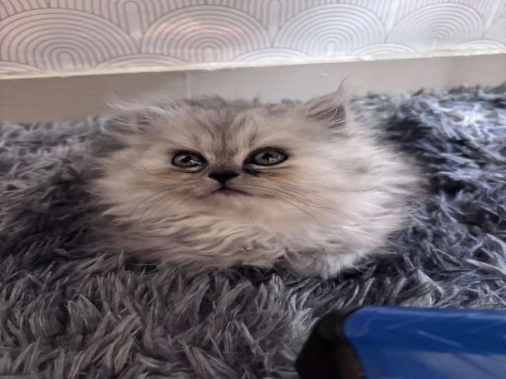 Chatons Persan non LOOF à vendre