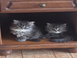 Chatons Persan non LOOF à vendre