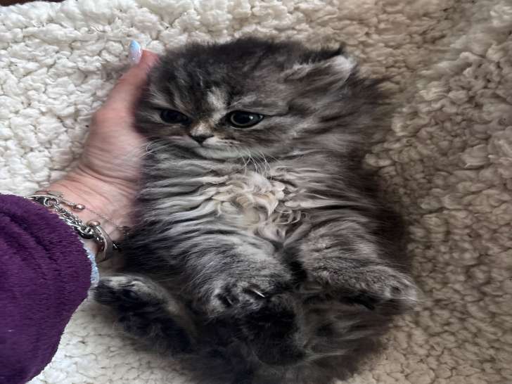 Chaton femelle  Persan non LOOF à vendre