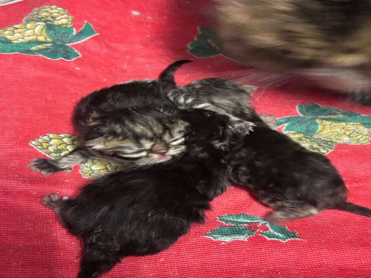 Chatons persan
