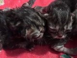 Chatons persan LOOF