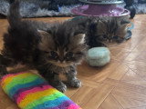 Chatons LOOF à vendre