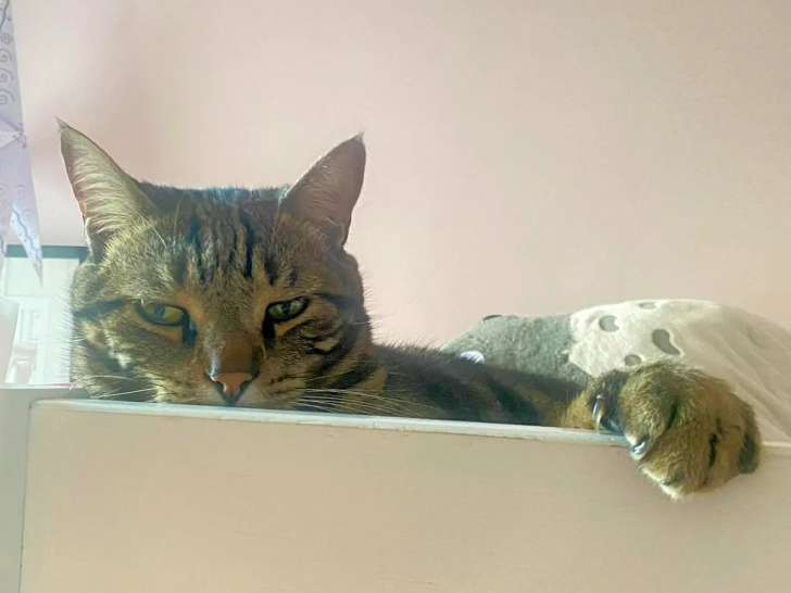 En attente d'adoption : chat tigré de 6 ans