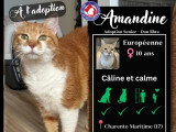 À la recherche d'une famille : chatte de 10 ans au pelage roux et blanc