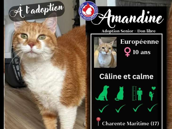 À la recherche d'une famille : chatte de 10 ans au pelage roux et blanc