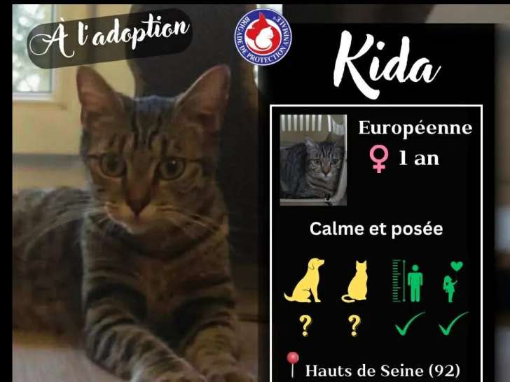 En quête d'un foyer : chatte d'un an au pelage tigré gris