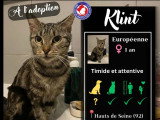Disponible à l'adoption : chatte d'un an au pelage tigré gris