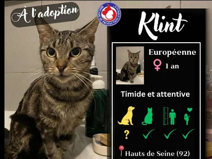Disponible à l'adoption : chatte d'un an au pelage tigré gris