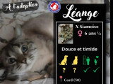 À accueillir : chatte Siamoise de 6 ans