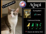 En attente d'adoption : chat gris et blanc d'un an
