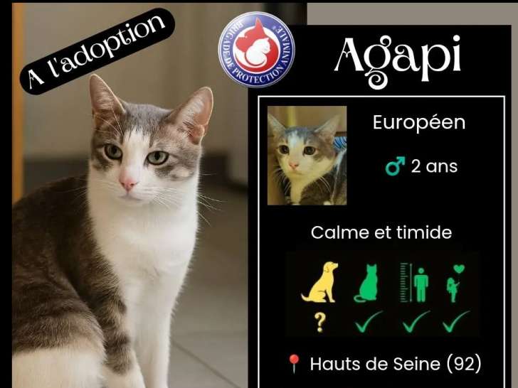 En attente d'adoption : chat gris et blanc d'un an