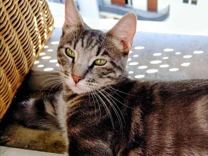 À adopter : chat tigré gris de 2 ans