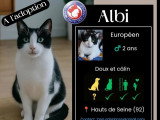 En quête d'un foyer : chat noir et blanc de 3 ans
