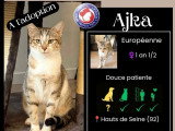 À la recherche d'une famille : chatte tigrée grise de 2 ans