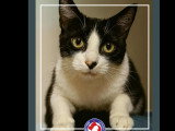 Adoption disponible : chatte de 3 ans au pelage noir et blanc