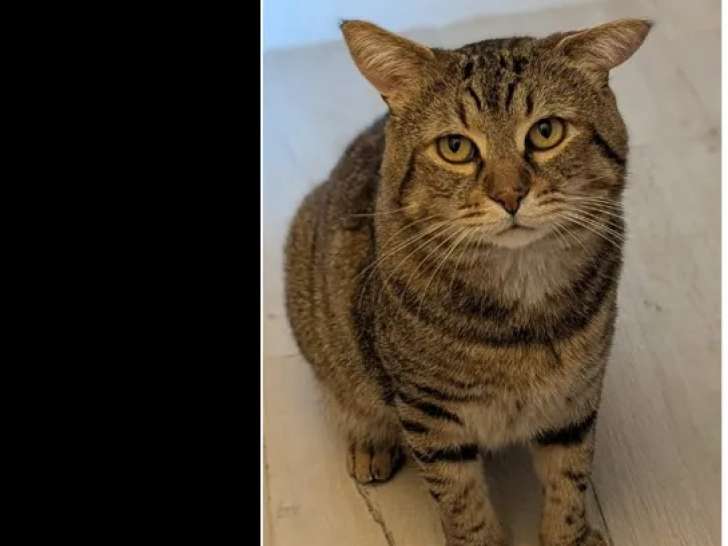 À adopter : chat tigré de 3 ans