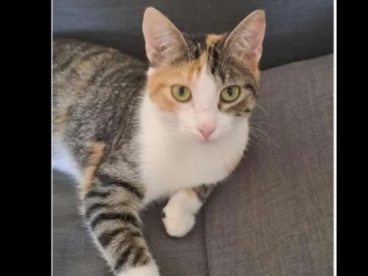 Disponible à l'adoption : chatte d'un an