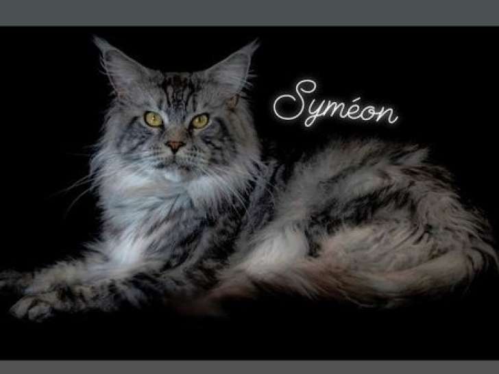 Chat Maine Coon mâle black silver blotched tabby LOOF à vendre