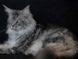 Chat Maine Coon mâle black silver blotched tabby LOOF à vendre