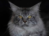 Chat Maine Coon mâle black silver blotched tabby LOOF à vendre