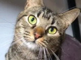 Disponible à l'adoption : chat tigré de 2 ans