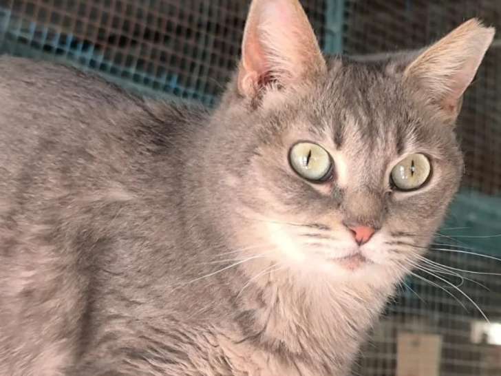 En quête d'un foyer : chatte de 2 ans au pelage beige