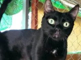 Disponible à l'adoption : chatte noire de 7 ans