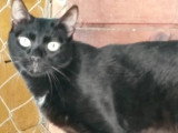 Disponible à l'adoption : chatte noire de 7 ans
