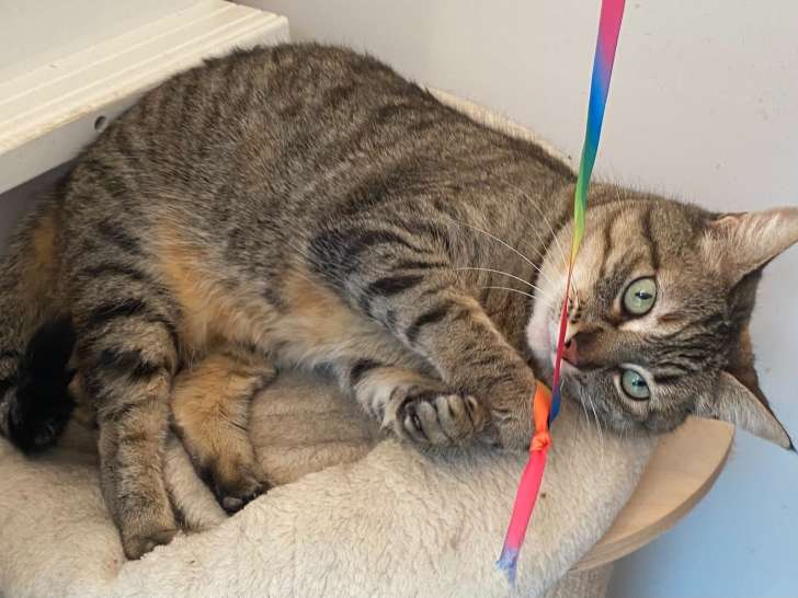 À adopter : chatte tigré de 6 ans