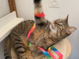 À adopter : chatte tigré de 6 ans