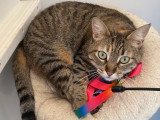 À adopter : chatte tigré de 6 ans